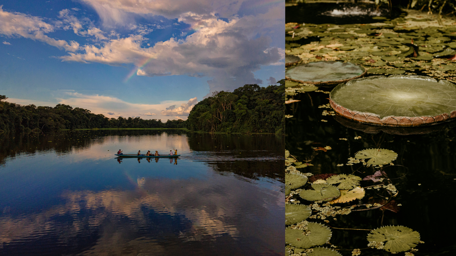 Kanu auf einem Nebenarm des Amazonas im peruanischen Regenwald sowie große Seerosen im Wasser während einer Amazonas Flusskreuzfahrt