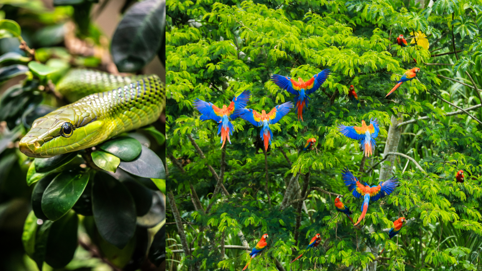 Grüne Schlange im Amazonas Regenwald und fliegende Aras über dem Dschungel während einer Amazonas Flusskreuzfahrt in Peru