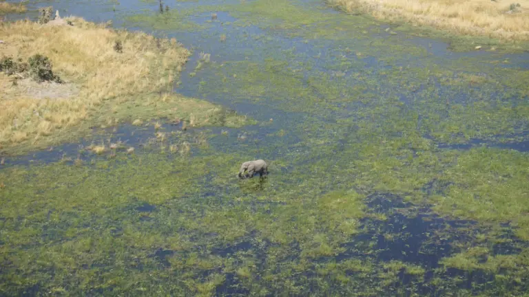 Elefant im Okavango Delta aus der Luft fotografiert während einer Fly-in Safari in Botswana