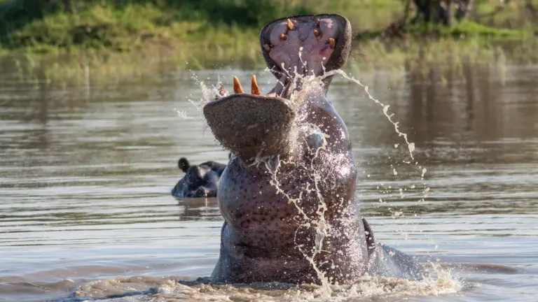 Flusspferd taucht mit geöffnetem Maul im Okavango Delta in Botswana aus dem Wasser