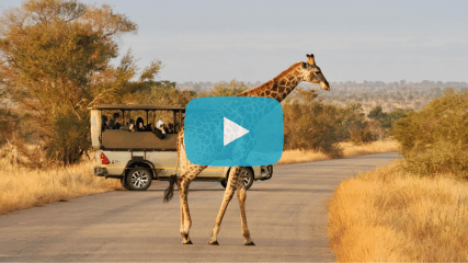 Giraffe vor Safari Jeep während einer Gruppenreise in Afrika als Beispiel für Gruppenreisen junge Leute und Abenteuerreisen