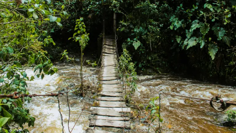 Hängebrücke im tropischen Dschungel als Symbol für Gruppenreisen junge Leute und echte Reise Geheimtipps