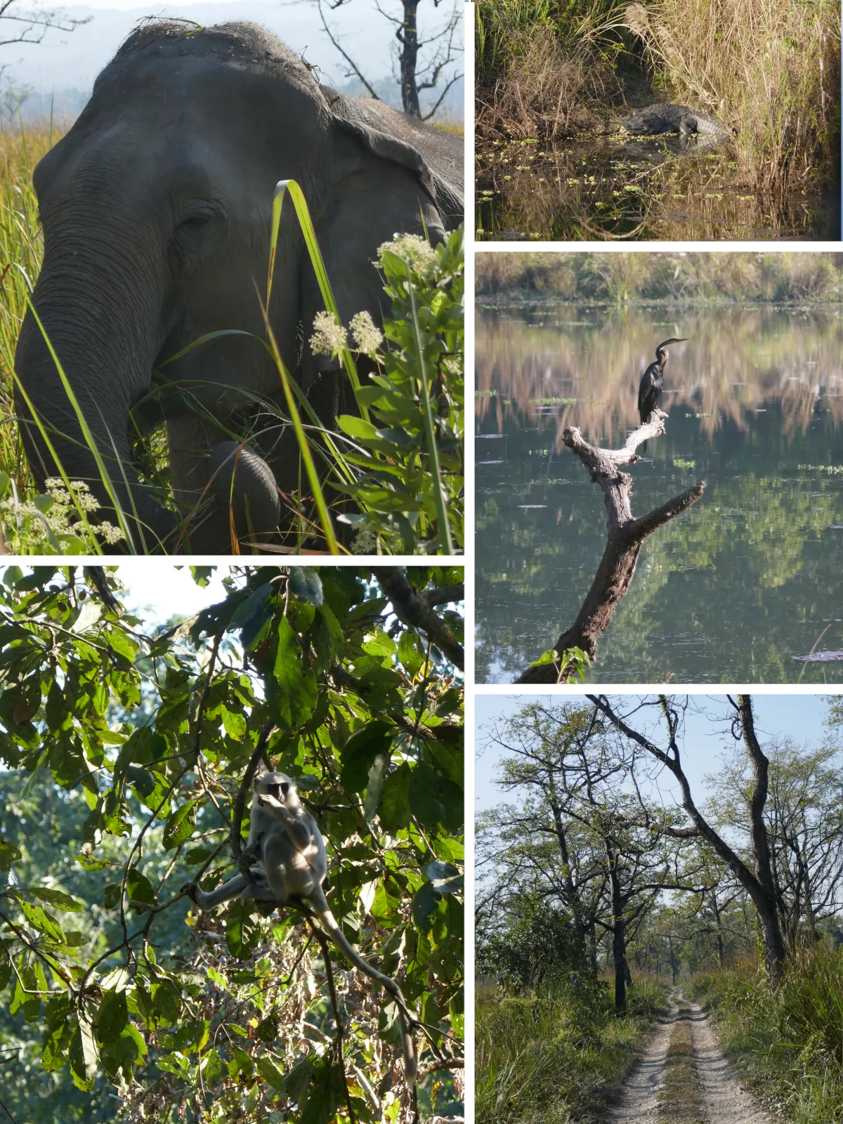 Elefant, Krokodil und Wildtiere im Chitwan Nationalpark in Nepal
