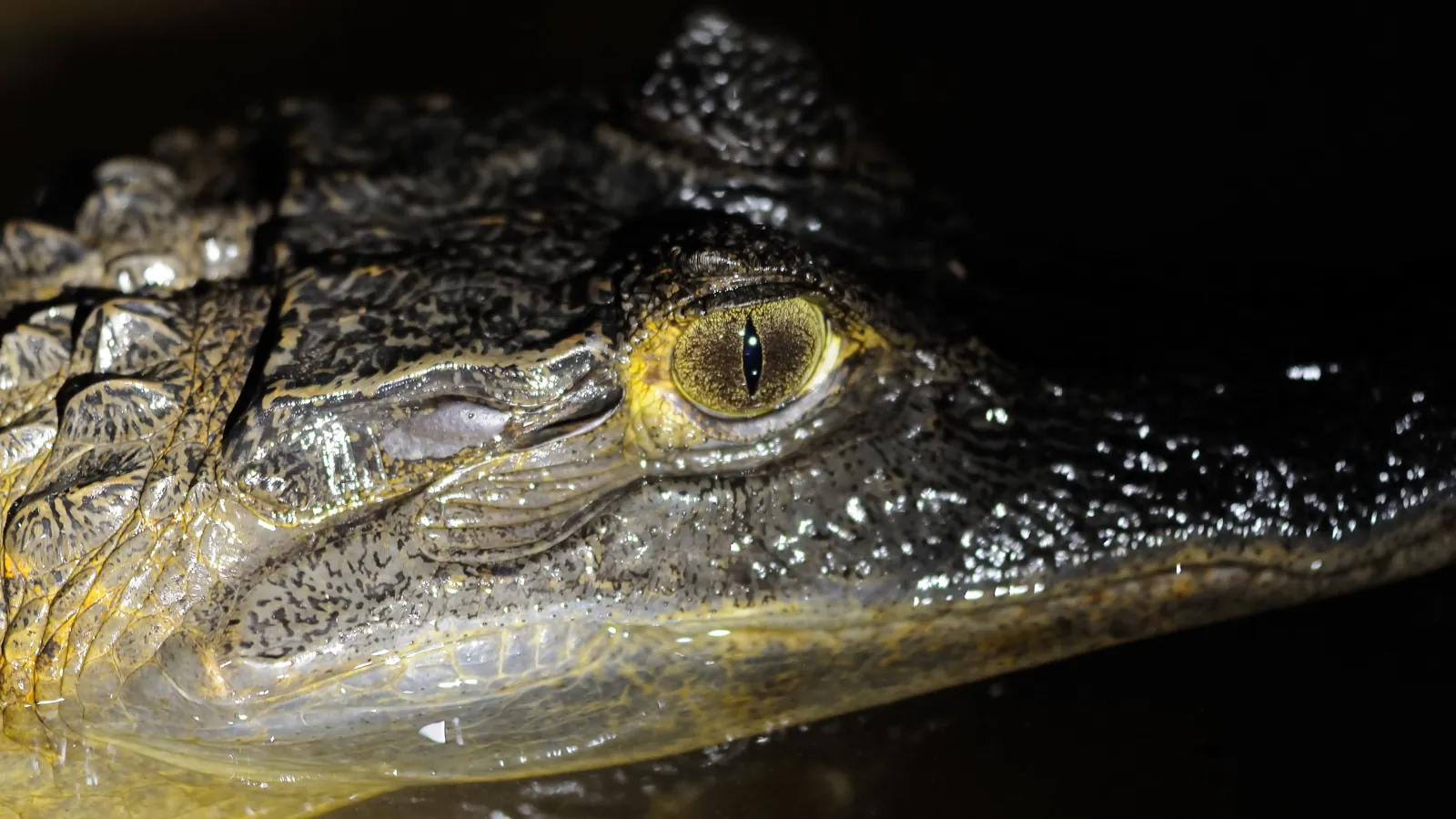 Nahaufnahme eines Kaimans während einer nächtlichen Tierbeobachtung im peruanischen Amazonasgebiet