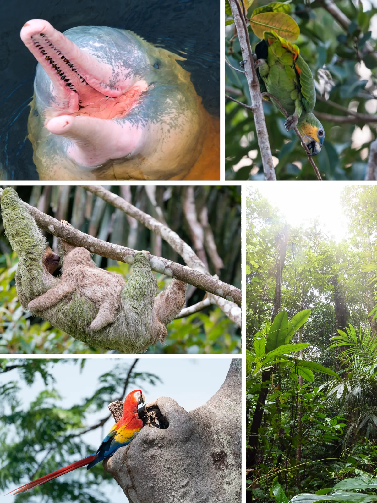 Rosa Amazonas-Flussdelfin, Amazonenpapagei, Dreifingerfaultier, Ara und dichter Regenwald im Pacaya-Samiria Nationalreservat im peruanischen Amazonas