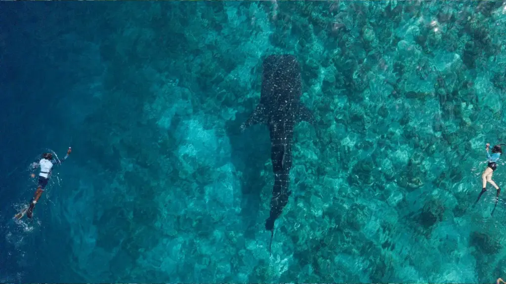 Walhai beim Schnorcheln im Süd Ari Atoll auf den Malediven während einer Walhai Expedition mit Meeresforschern