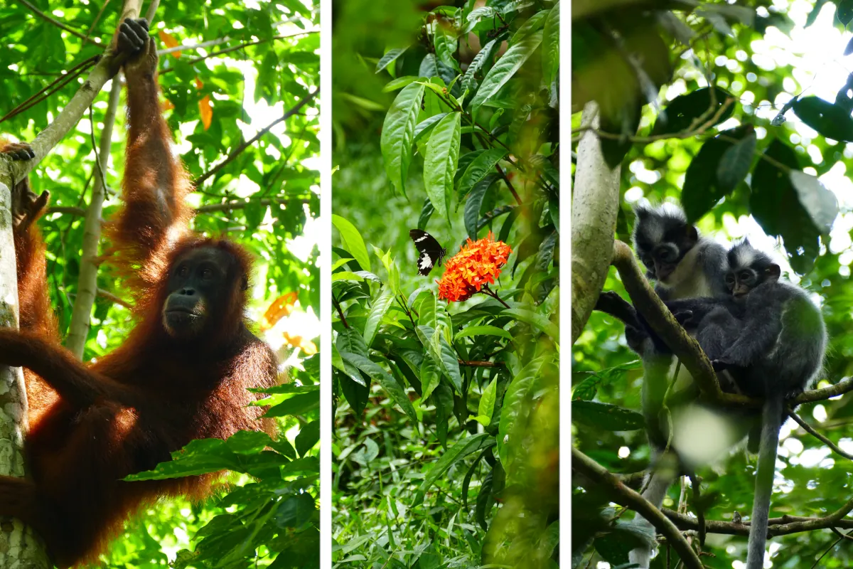 Orang-Utan und Thomas-Languren im Gunung-Leuser-Nationalpark auf Sumatra