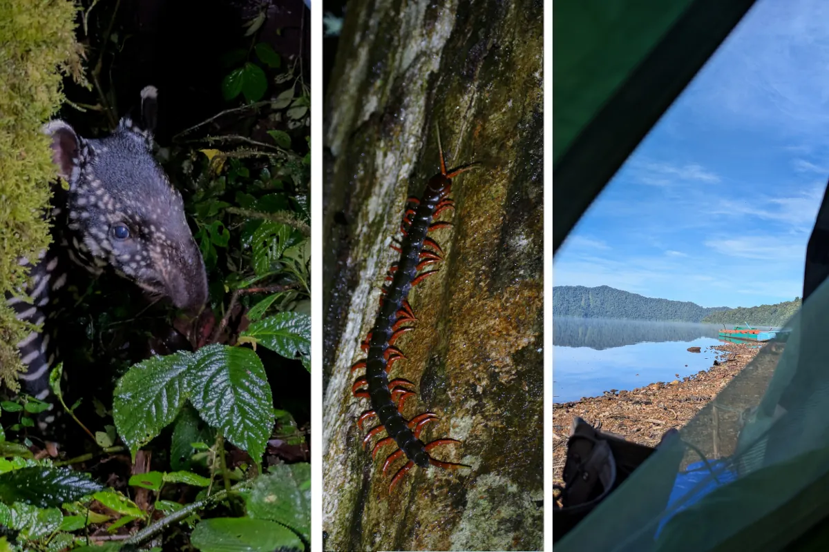 Schabrackentapir-Baby, Riesenläufer und Zeltlager am Gunung-Tujuh-See auf Sumatra