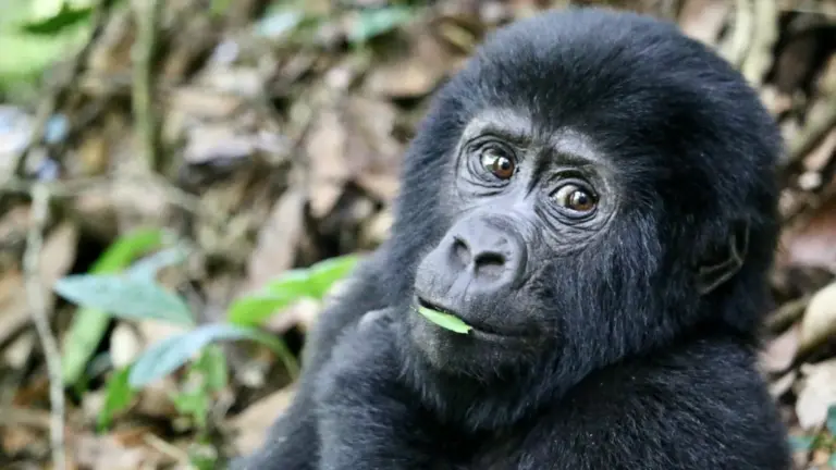 Junger Berggorilla im Regenwald des Bwindi Impenetrable National Park in Uganda
