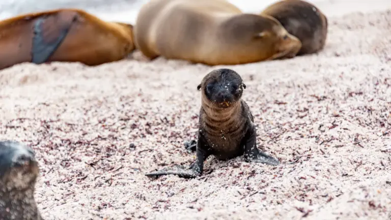 Junger Seelöwe mit weiteren Seelöwen am Strand der Galápagos-Inseln in Ecuador