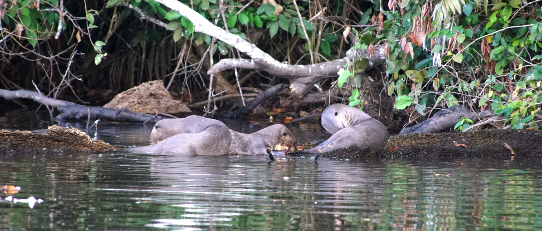 Riesenotter-Familie am Sandoval Lake im Tambopata-Nationalreservat in Peru