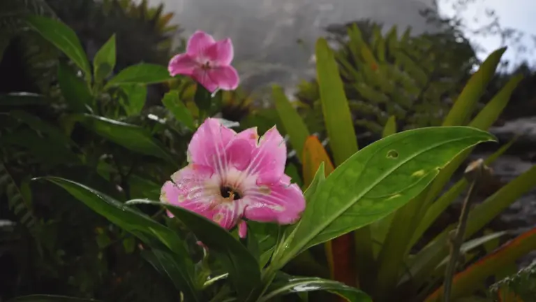 Rosa Blüten und üppige Vegetation auf dem Hochplateau des Auyan Tepui in Venezuela