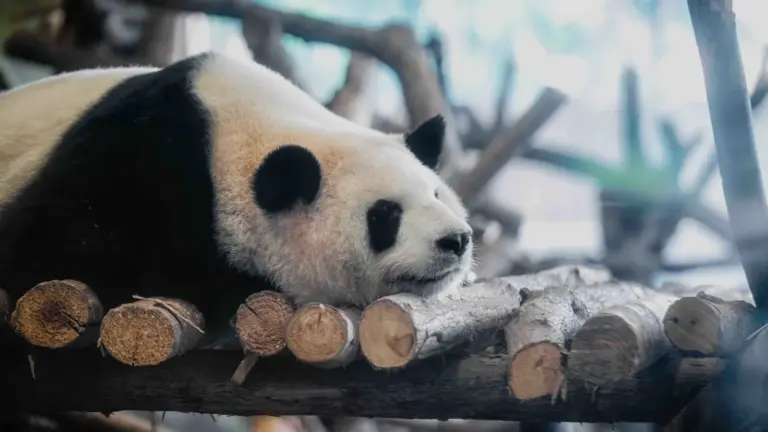 Großer Panda in der Chengdu Panda Research Base in China