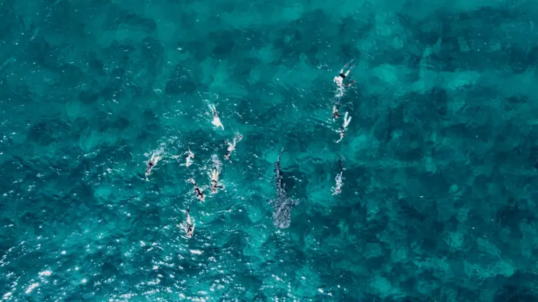 Schnorchler schwimmen mit einem Walhai im türkisblauen Meer des Süd Ari Atolls auf den Malediven