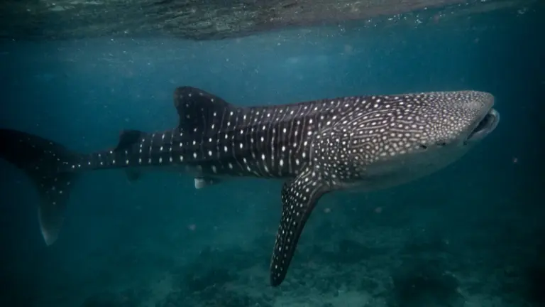 Walhai schwimmt im Süd Ari Atoll auf den Malediven während einer Walhai-Expedition