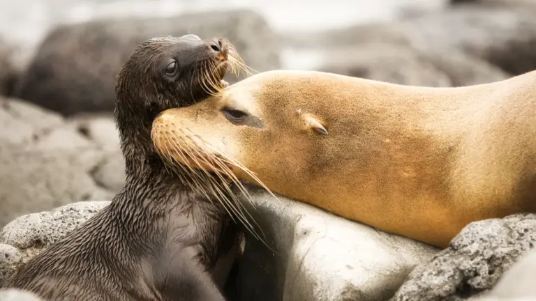 Galapagos mit der Nemo