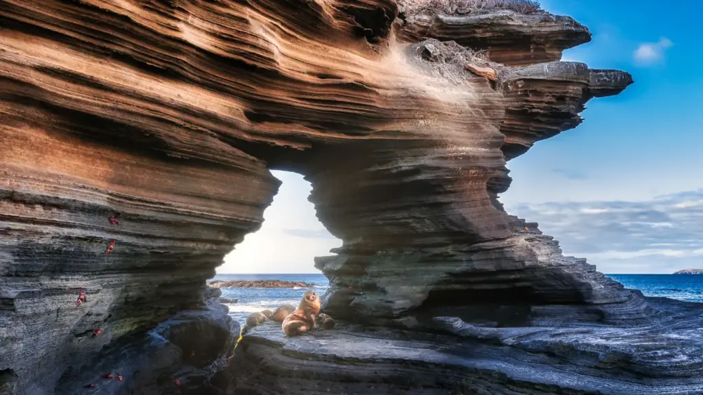 Galapagos-Seebären ruhen unter einem natürlichen Felsbogen aus geschichtetem Vulkangestein an der Küste von Santiago