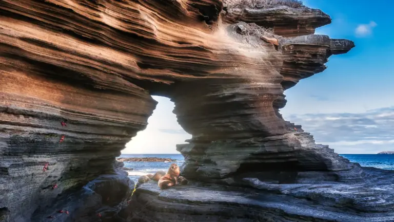 Galapagos-Seebären ruhen unter einem natürlichen Felsbogen aus geschichtetem Vulkangestein an der Küste von Santiago