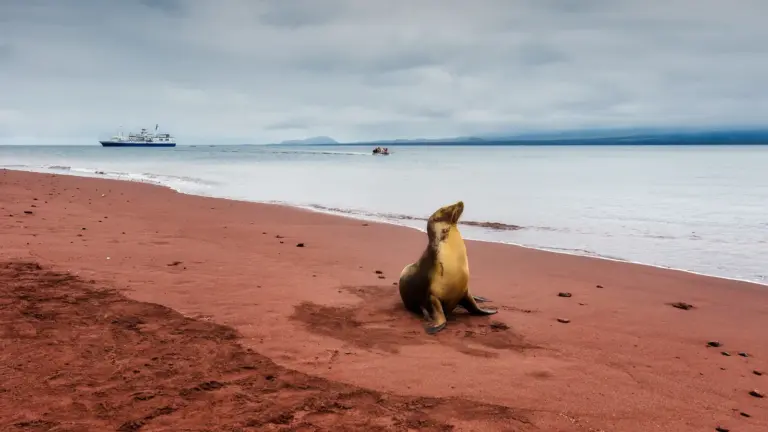 Galapagos-Seelöwe sitzt am roten Sandstrand der Insel Rábida mit Meer und Schiff im Hintergrund