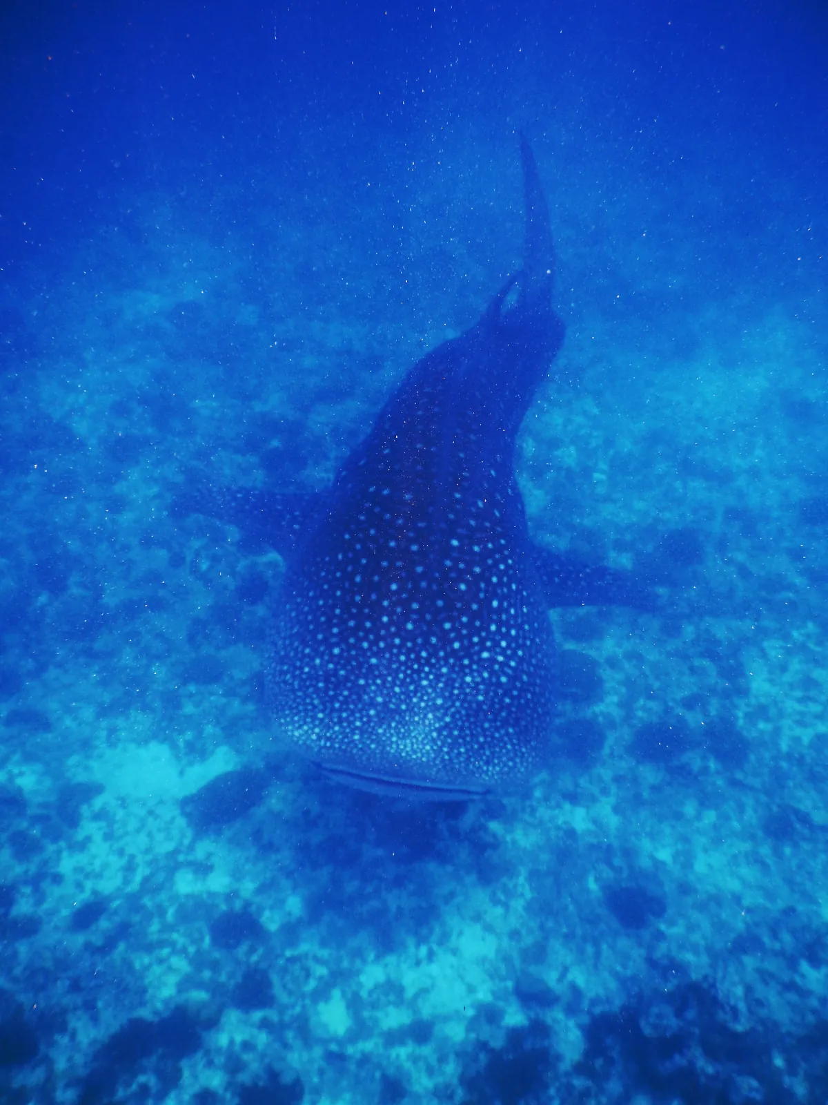 Dunkle Silhouette eines Walhais, die unter der Wasseroberflaeche aus dem Blau auftaucht