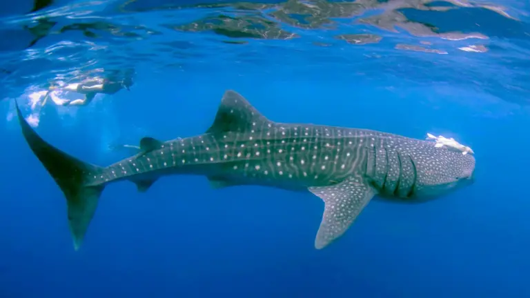 Großer Walhai mit weißem Fleckenmuster schwimmt knapp unter der Wasseroberfläche neben einem Schnorchler