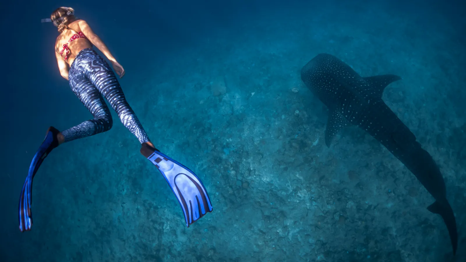 Schnorchlerin haelt mehrere Meter Abstand zu einem Walhai im Sued-Ari-Atoll