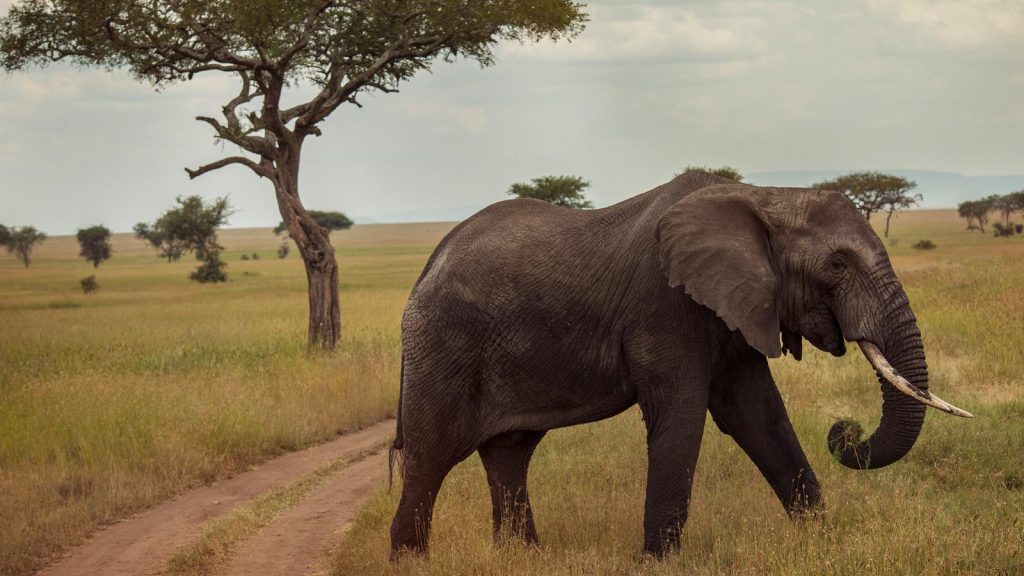 Afrika Reisen für junge Leute traveljunkies Kenia Malawi Tansania Sambia Simbabwe Safari Gruppenreise Abenteuerreise Erlebnisreise Serengeti Ngorongoro Sansibar Victoriafälle