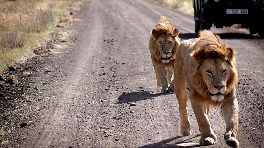 Reisen für junge Leute Afrika traveljunkies Kenia Tansania Sansibar Serengeti Nairobi Ngorongoro Gruppebreise Abenteuerreise Erlebnisreise Safari Camping Adventure Löwe