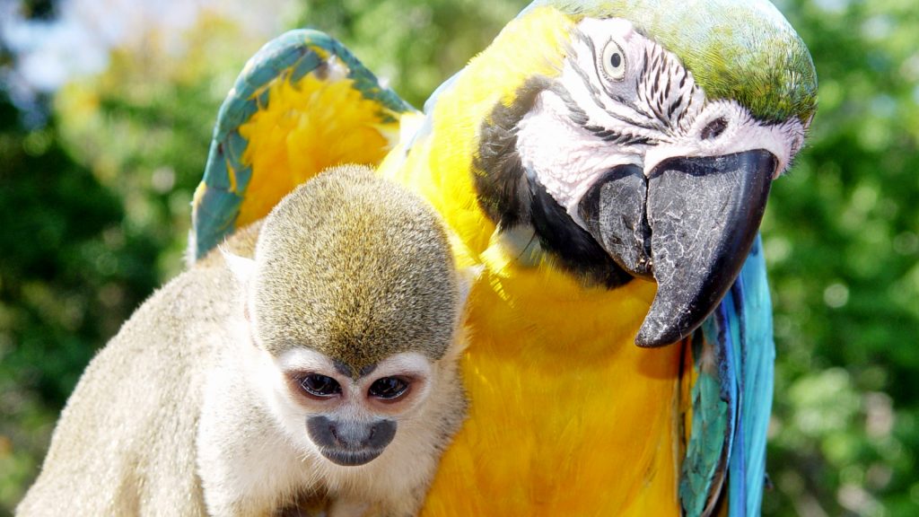 Amazonas Expedition traveljunkies