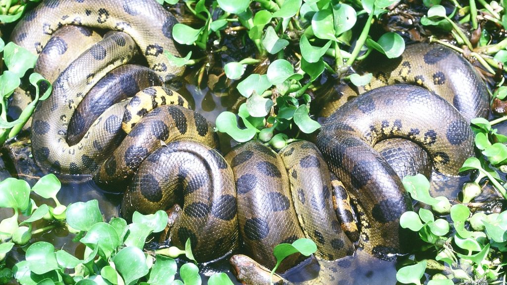 Anaconda in den Los Llanos in Venezuela Trekking travelkunkies