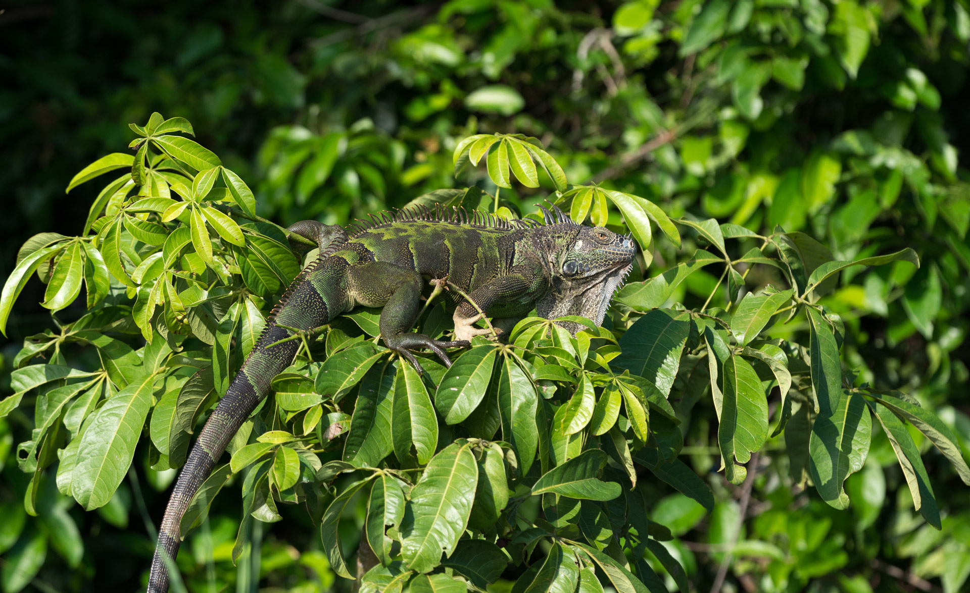 Belize Leguan