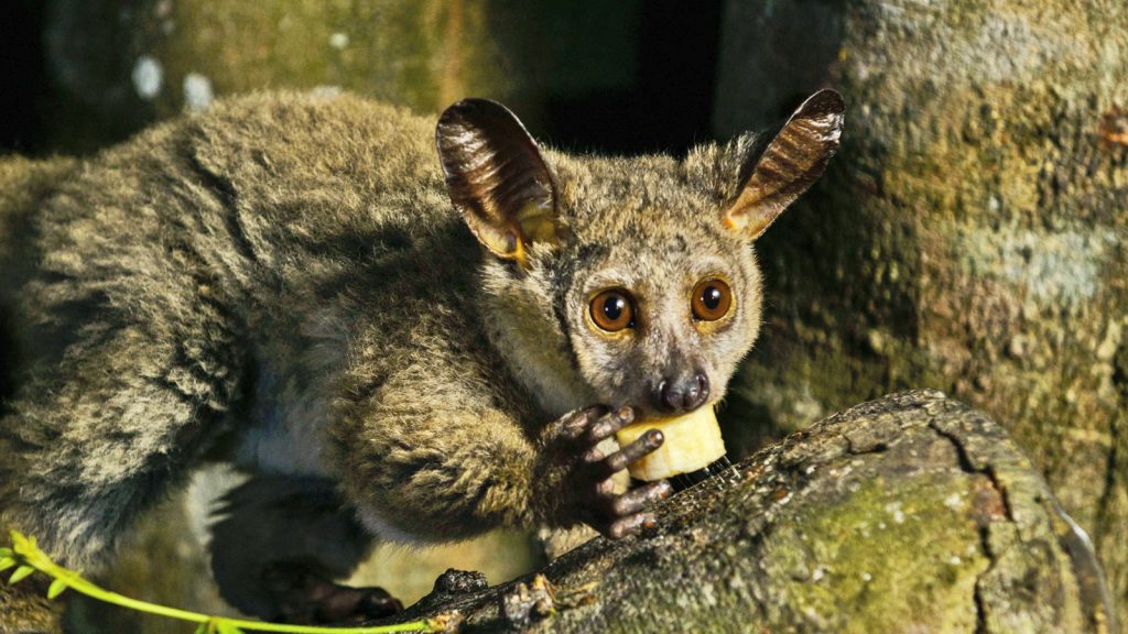Bushbaby Südafrika Mietwagenrundreise Selbstfahrer traveljunkies