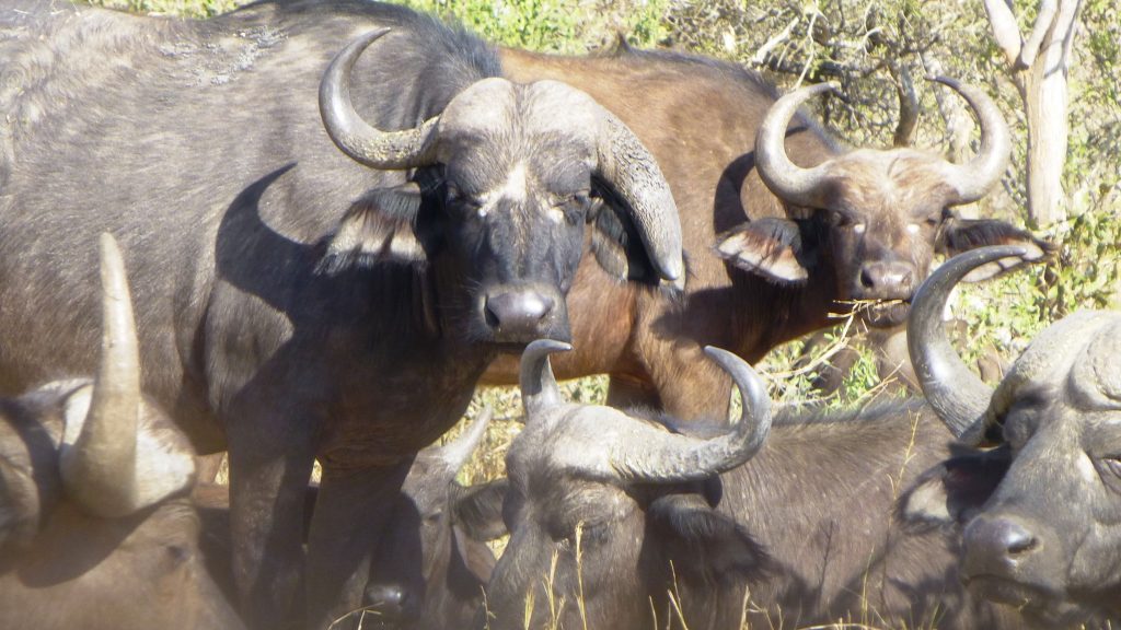 Büffel Krüger Nationalpark