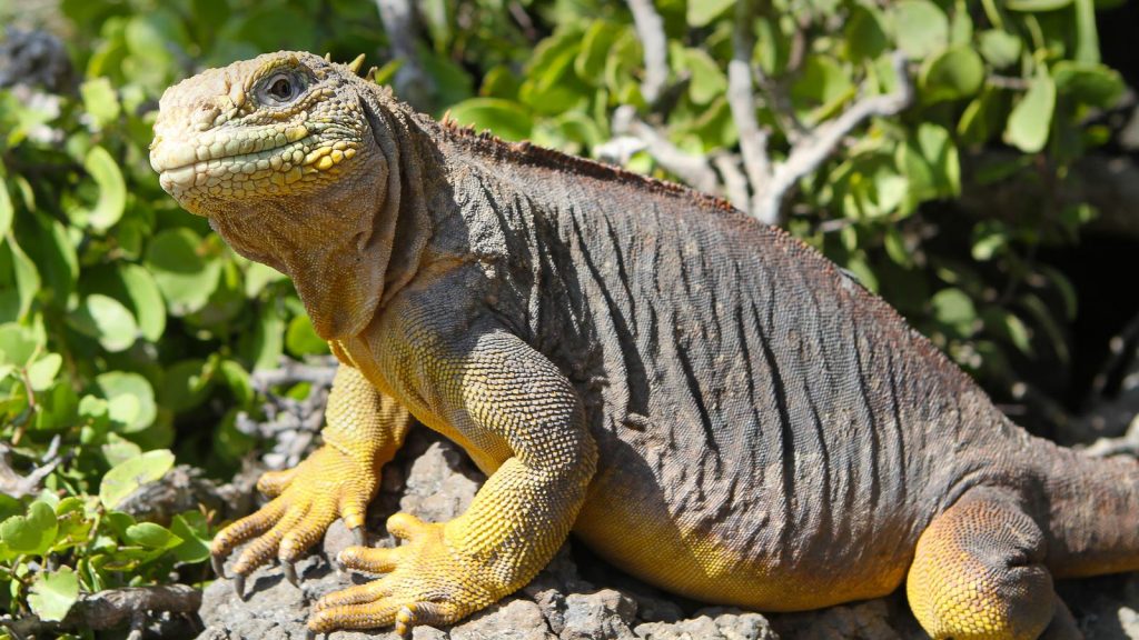 Camping-Urlaub auf den Galapagos-Inseln Ecuador Reise für junge Leute Südamerika preiswert reisen