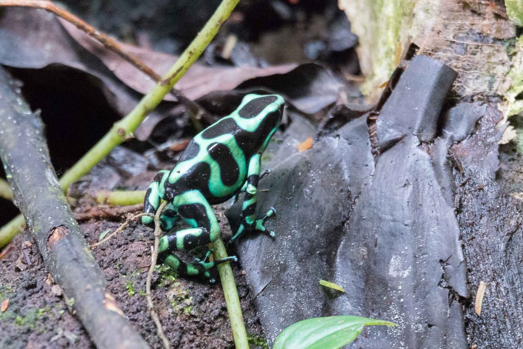 Costa Rica Pfeilgiftfrosch traveljunkies
