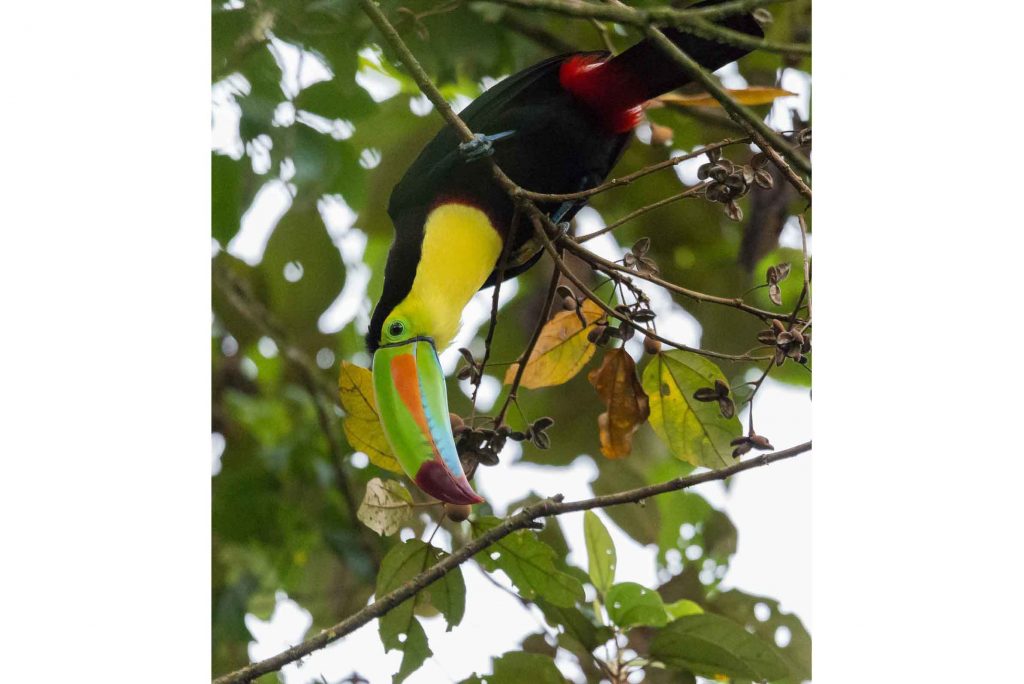 Costa Rica Fischertukan Tukan Urlaub traveljunkies