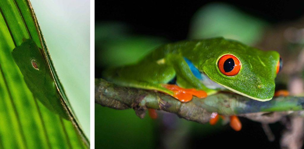 Costa Rica Urlaub Rotfußfrösche Rotfußfrosch traveljunkies