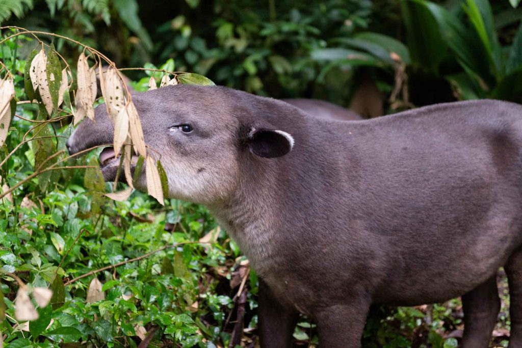Tapir Costa Rica Urlaub traveljunkies