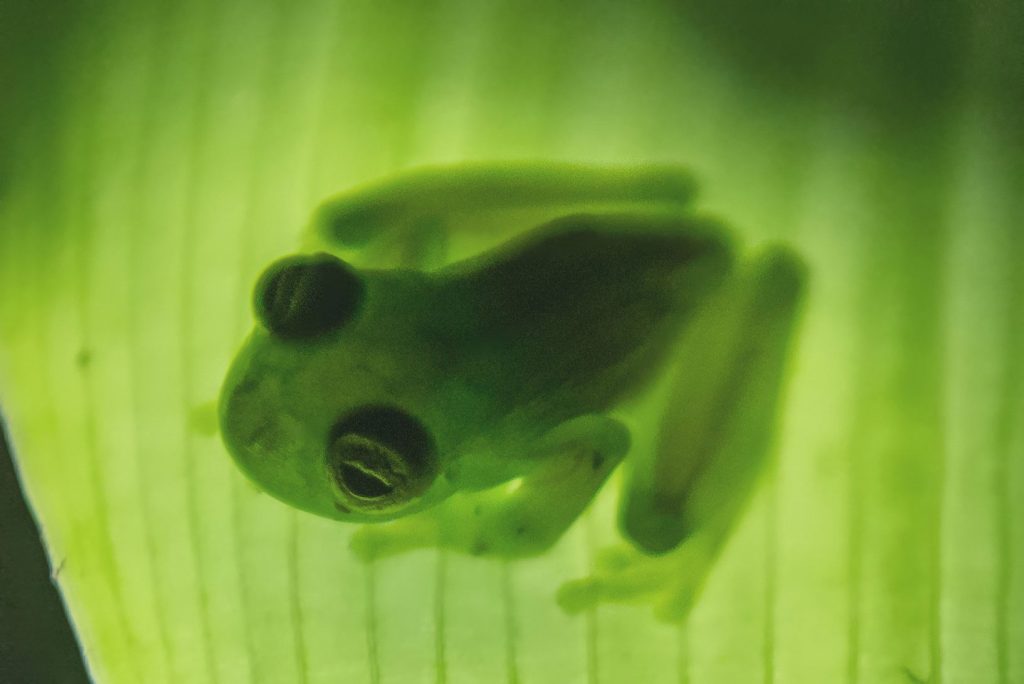 Glasfrosch in Costa Rica Urlaub traveljunkies