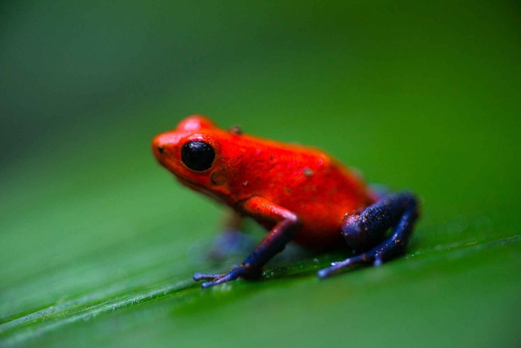 Blue Jeans Frog Costa Rica Urlaub traveljunkies