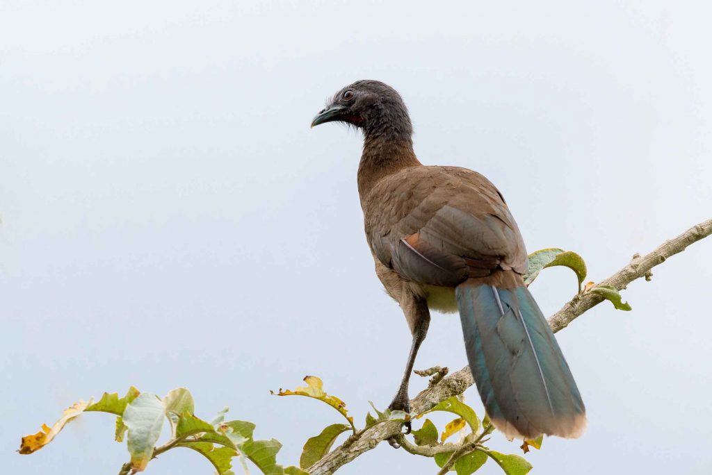 Chacalacas Costa Rica Reisen traveljunkies