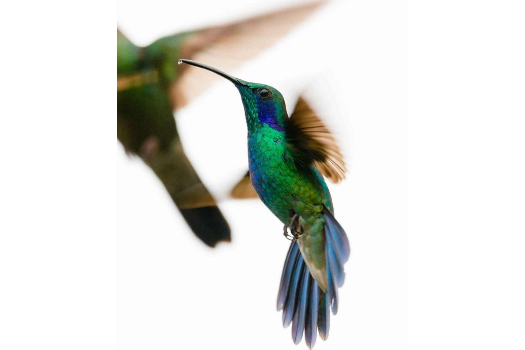 Kolibri Costa Rica Tapanti-Macizo Cerro de la Muerte Nationalpark Urlaub traveljunkies