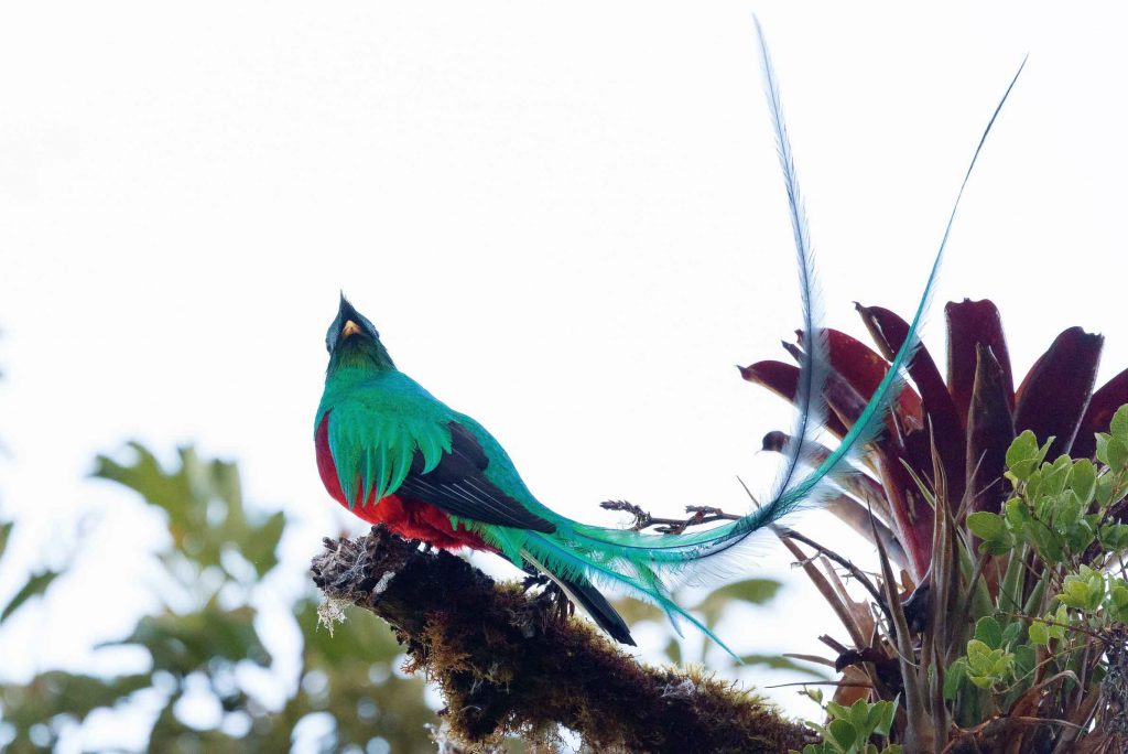Quetzal Costa Rica Erlebnisreise traveljunkies