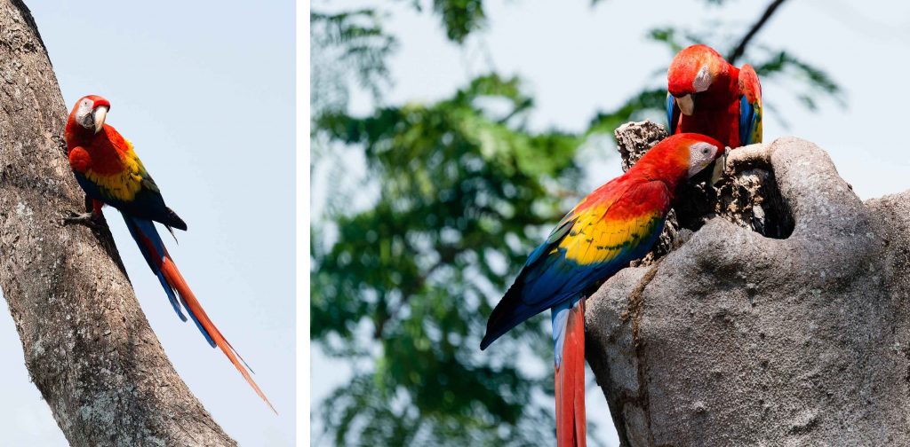 Aras Costa Rica Reisen traveljunkies