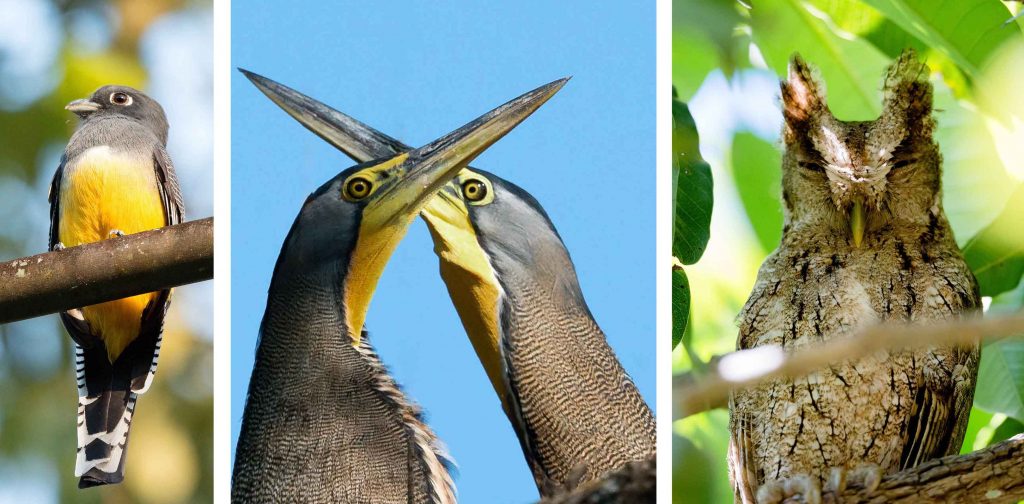Trogon (Trogon melanocephalus), balzende Tigerreiher und die Mangroven-Kreischeule Costa Rica traveljunkies