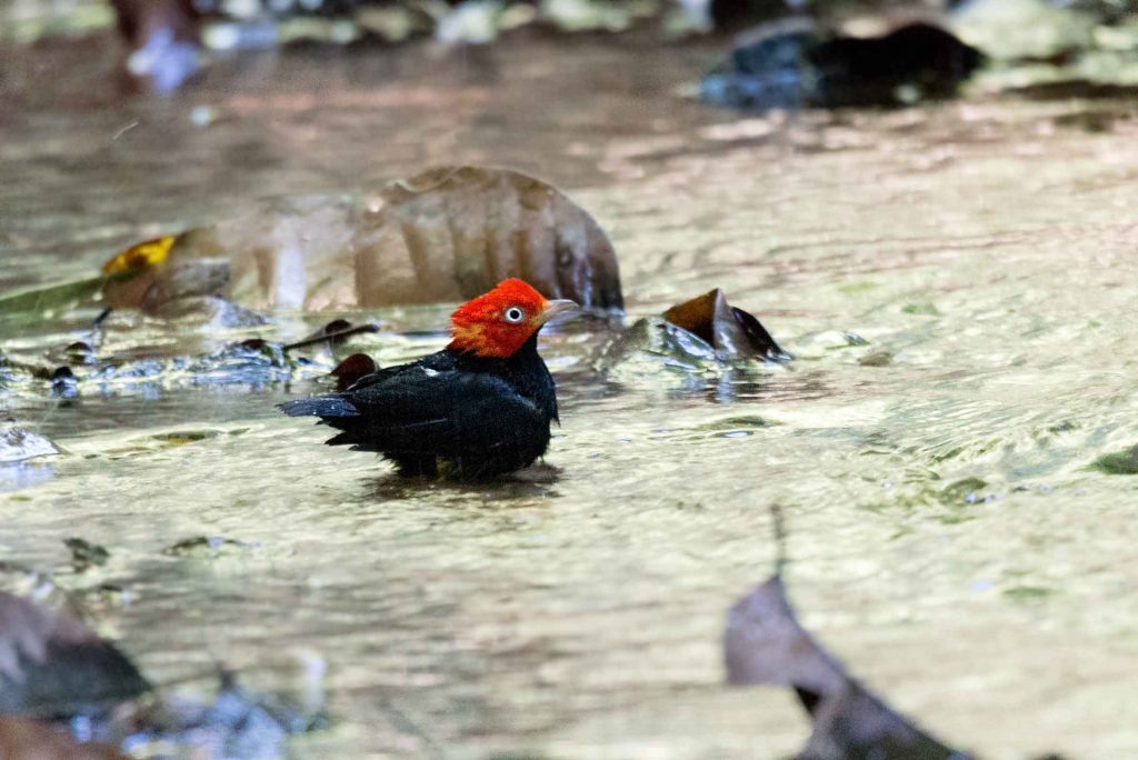 Rotkopfmanakin Costa Rica traveljunkies