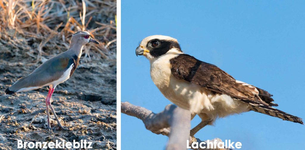 Bronzekiebitz und Lachfalke Costa Rica traveljunkies