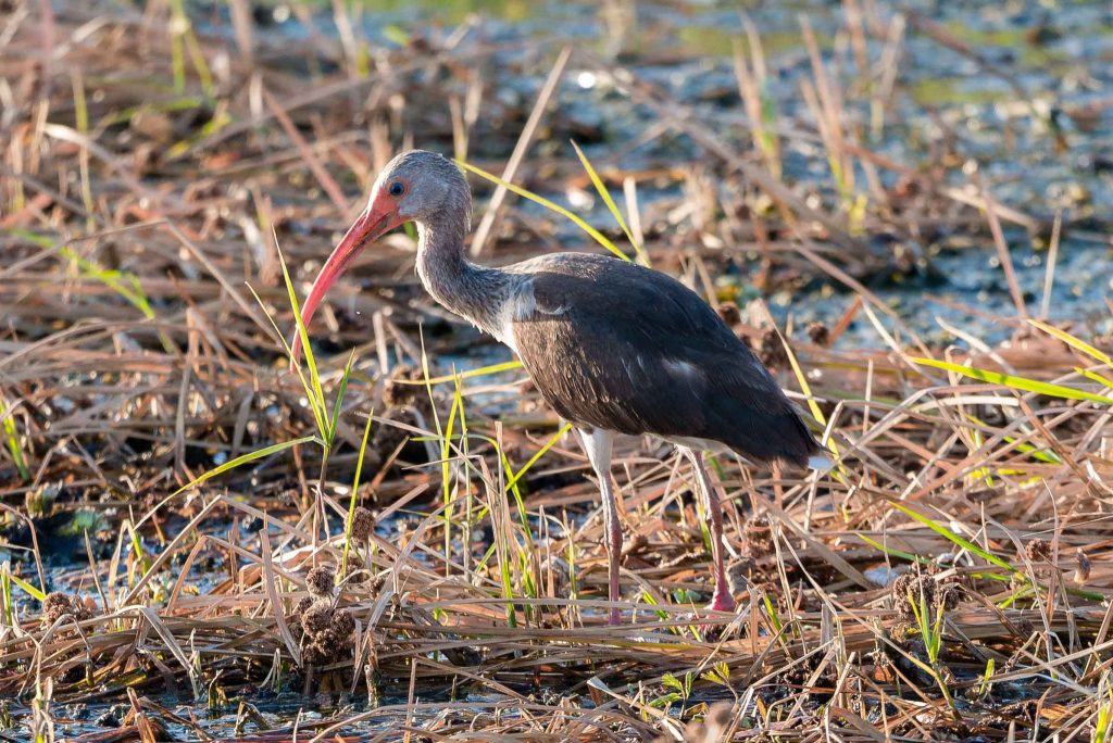 Costa Rica Erlebnisbericht Ibis traveljunkies