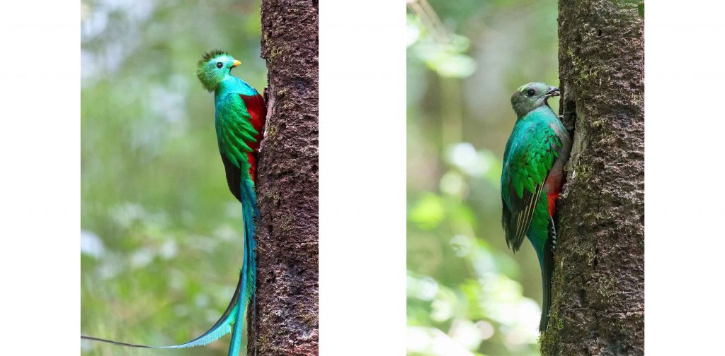 Quetzale Costa Rica traveljunkies