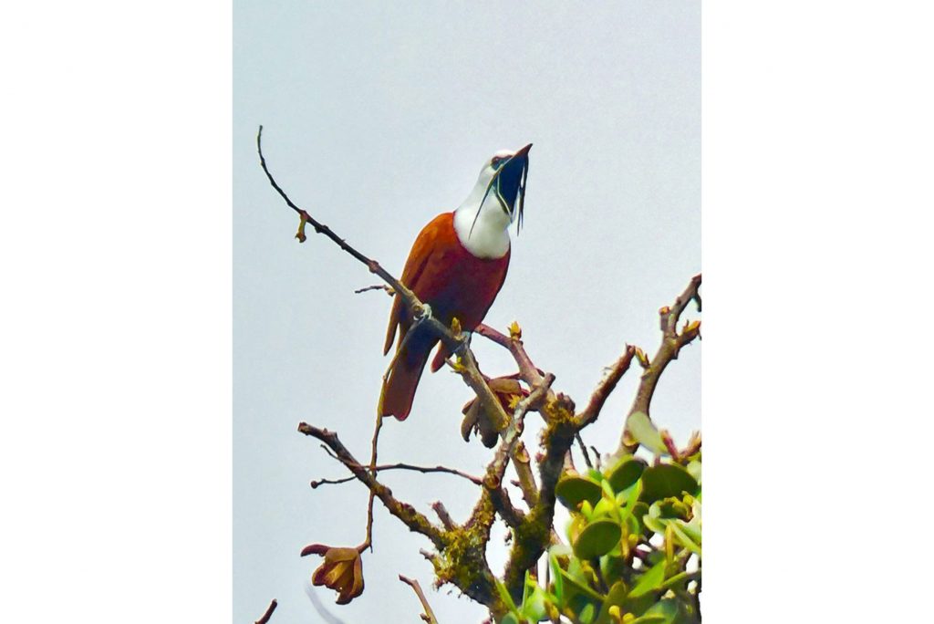 Glockenvogel Costa Rica Erlebnisreise traveljunkies